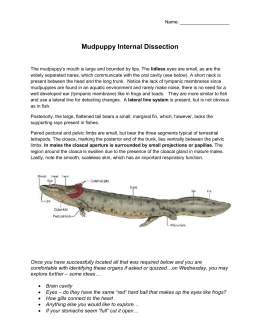 comparative anatomy manual of vertebrate dissection 3rd edition free download